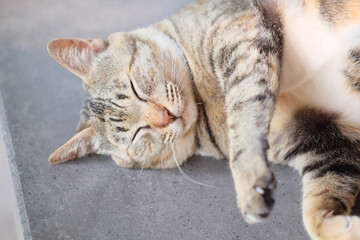Cute cat sleeping on cement floor, selective focus at its eye