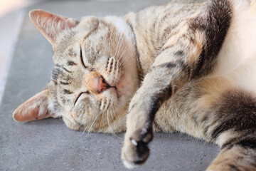 Cute cat sleeping on cement floor, selective focus at its eye