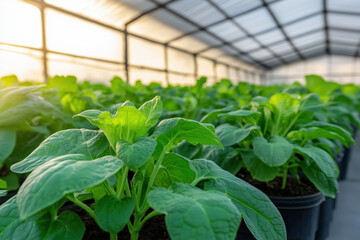 vegetable seedlings in pots in an industrial greenhouse