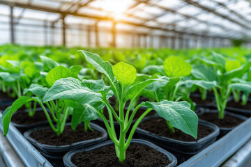 young plants in pots in a commercial greenhouse