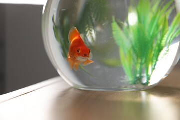 Beautiful goldfish in round aquarium on wooden table indoors, closeup