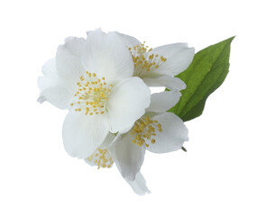Fototapeta premium Beautiful jasmine flowers with green leaves isolated on white