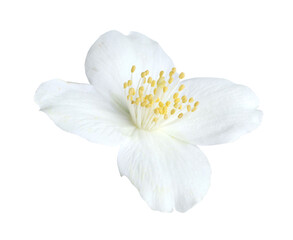 One beautiful jasmine bud isolated on white