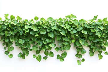 Fototapeta premium Overflowing verdant ivy cascading down a stark white wall bringing life with on white background. Generative Ai