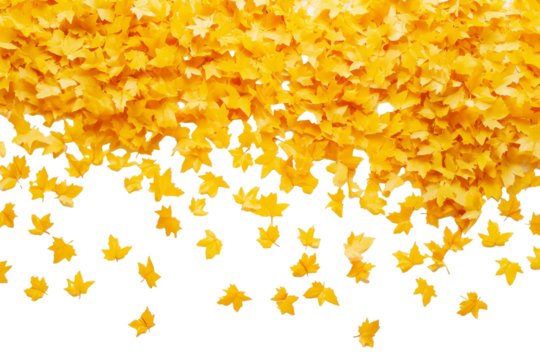 Vibrant yellow maple leaves scattered on isolated on transparent png background for autumn themes