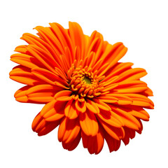 Top view of an orange gerbera daisy flower with vibrant petals, isolated on white. Ideal high-resolution PNG for bright floral designs, nature-themed art, or cheerful seasonal decorations.