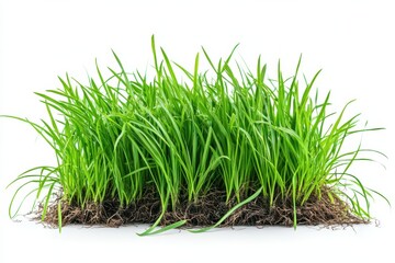 Obraz premium Fresh clump of bright green grass a symbol of growth and renewal showcased on a stark white