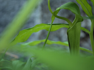 6月に咲いた可憐なマイヅルテンナンショウ（舞鶴天南星）の花