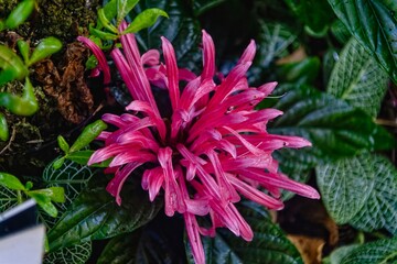 Brazilian feather bush, pink and yellow flower