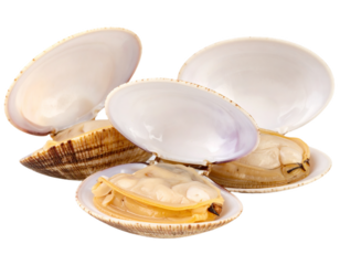 Three whole opened fresh clams in shell isolated on white background. Suitable for marketing or business purposes. PNG file