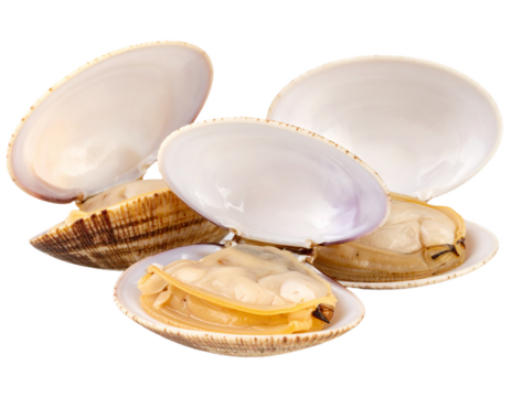 Three whole opened fresh clams in shell isolated on white background. Suitable for marketing or business purposes. PNG file