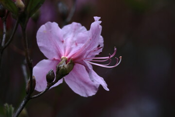 Obraz premium 咲き誇る情熱の花