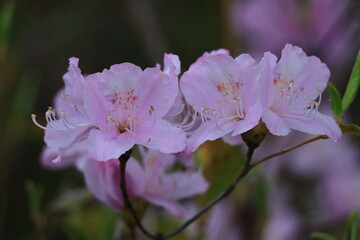 咲き誇る情熱の花