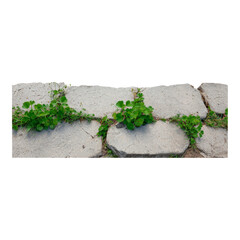 Isolated Green Plant Growing on Stone Background with Transparency