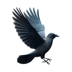 Obraz premium A crow dove flying isolated in white background