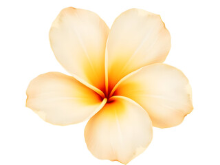 Single Pale Yellow Frangipani Plumeria Blossom with Orange Center isolated on a transparent background