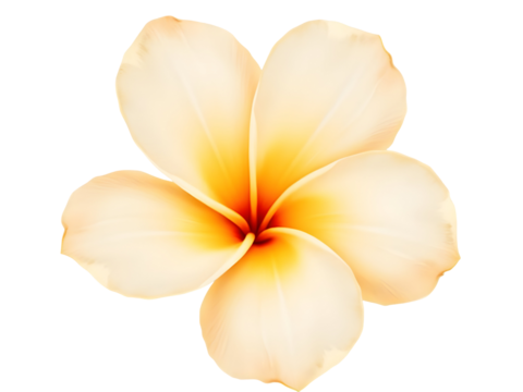 Single Pale Yellow Frangipani Plumeria Blossom with Orange Center isolated on a transparent background