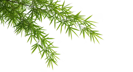 Lush Green Bamboo Leaves On Black