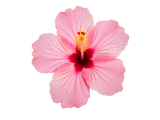 Single Delicate Pink Hibiscus Blossom Detailed Petals Vibrant Stamen isolated on a transparent background