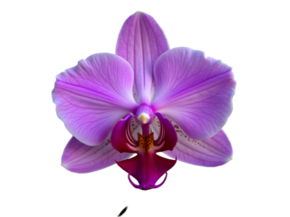 Closeup View of a Light Purple Orchid Blossom with Deep Magenta Lip Petal  isolated on a transparent background