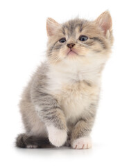 Kitten on white background.