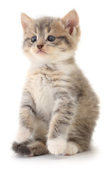 Kitten on white background.