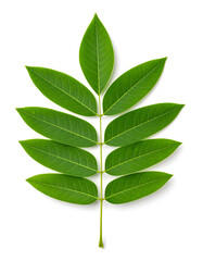 Cassia Leaf Isolated on White