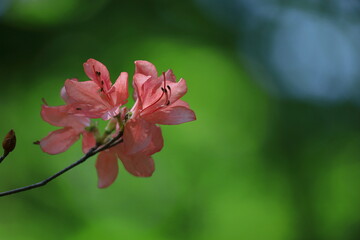 咲き誇る情熱の花