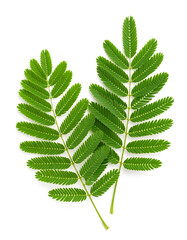 A realistic illustration of soft, fern-like mimosa leaves isolated on white background.