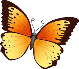Orange and Yellow Butterfly