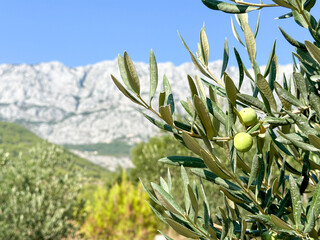 Olive tree with ripe green olives growing in a Mediterranean orchard in Croatia. Natural sunlight,...