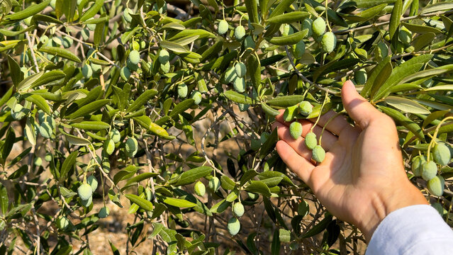 Outdoor scene of a woman picking olives by hand in a rustic olive farm in Croatia. Eco agriculture, Mediterranean food production, authentic harvest and sustainable countryside lifestyle.