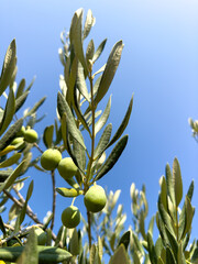 Scenic view of olive trees and farmland under the sun in Croatia. Sustainable agriculture, natural...