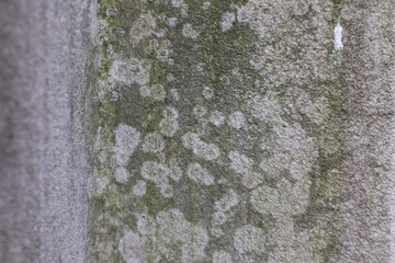 Close-up of lichen and moss growing on a weathered concrete wall