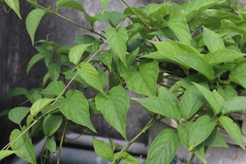 Close-up of vibrant green climbing plant with heart-shaped leaves