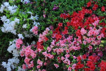 Fototapeta premium 咲き誇る情熱の花