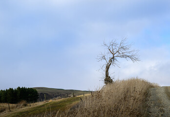 A lonely bare winter tree on the top the hill. Central Otago. South Island.