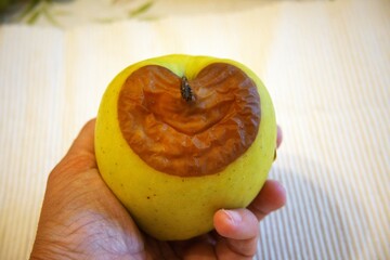 Rotten apple in hand with white background close up.