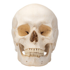 Fototapeta premium Realistic Human Skull on Isolated Transparent Background for Use
