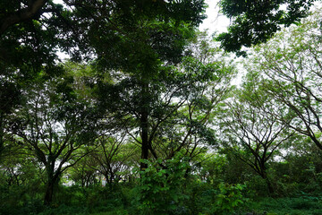 Forest, fresh green and dense with vines