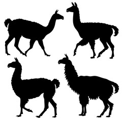 Fototapeta premium Llamas Silhouette Vector Set in Minimalist Flat Style