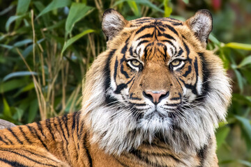 Sumatran tiger