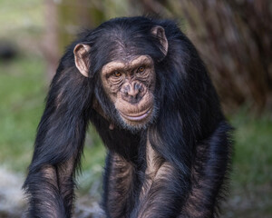 Western chimpanzee close up portrait