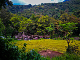 Lush landscape and forest terrain in Meemure Sri Lanka