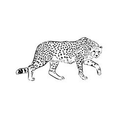 cheetah, fanlight sketch
