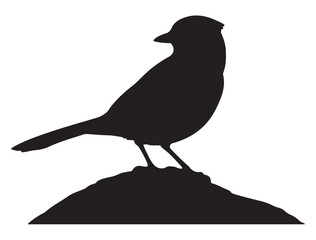  Blue Jay Bird Silhouette