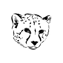 cheetah, fanlight sketch