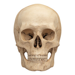 Fototapeta premium Detailed Human Skull Isolated on Transparent Background for Education