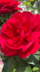 red rose in garden