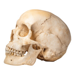 Isolated Human Skull on Transparent Background for Medical Illustrations